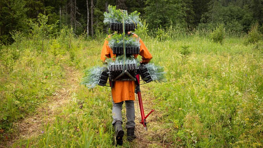 plantering i skogen