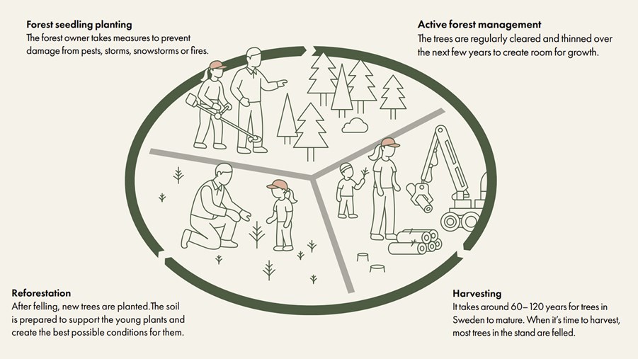 the swedish forestry model presented, showing forest seedling planting, active forest management, reforestation and harvesting