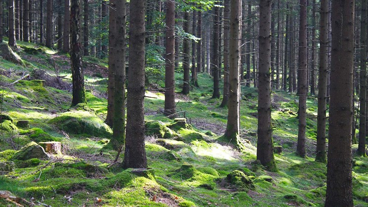 skog som står i backe med mossa på marken