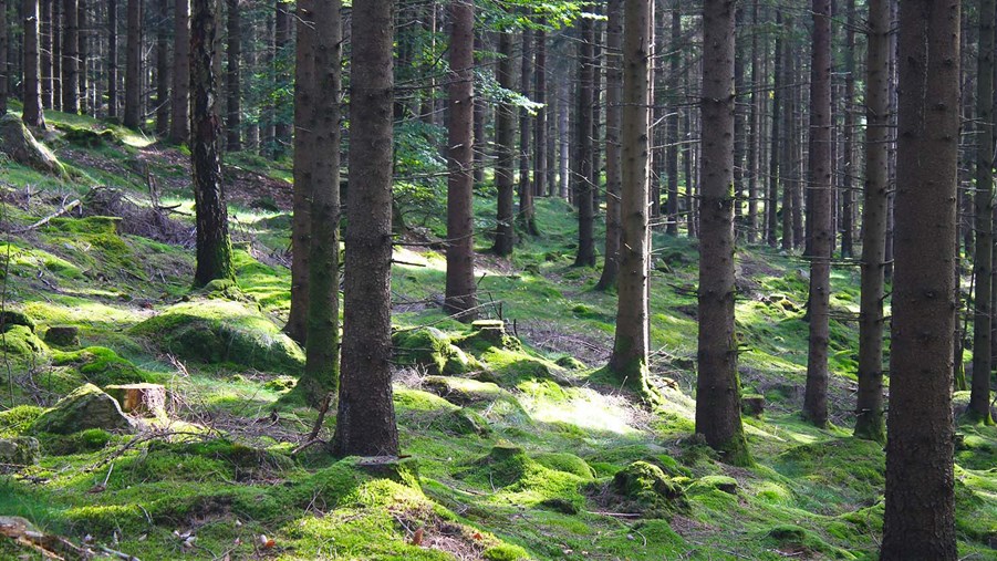 skog som står i backe med mossa på marken